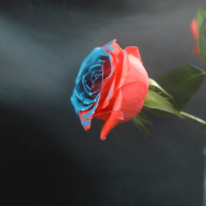 Spray paint for changing real flower color